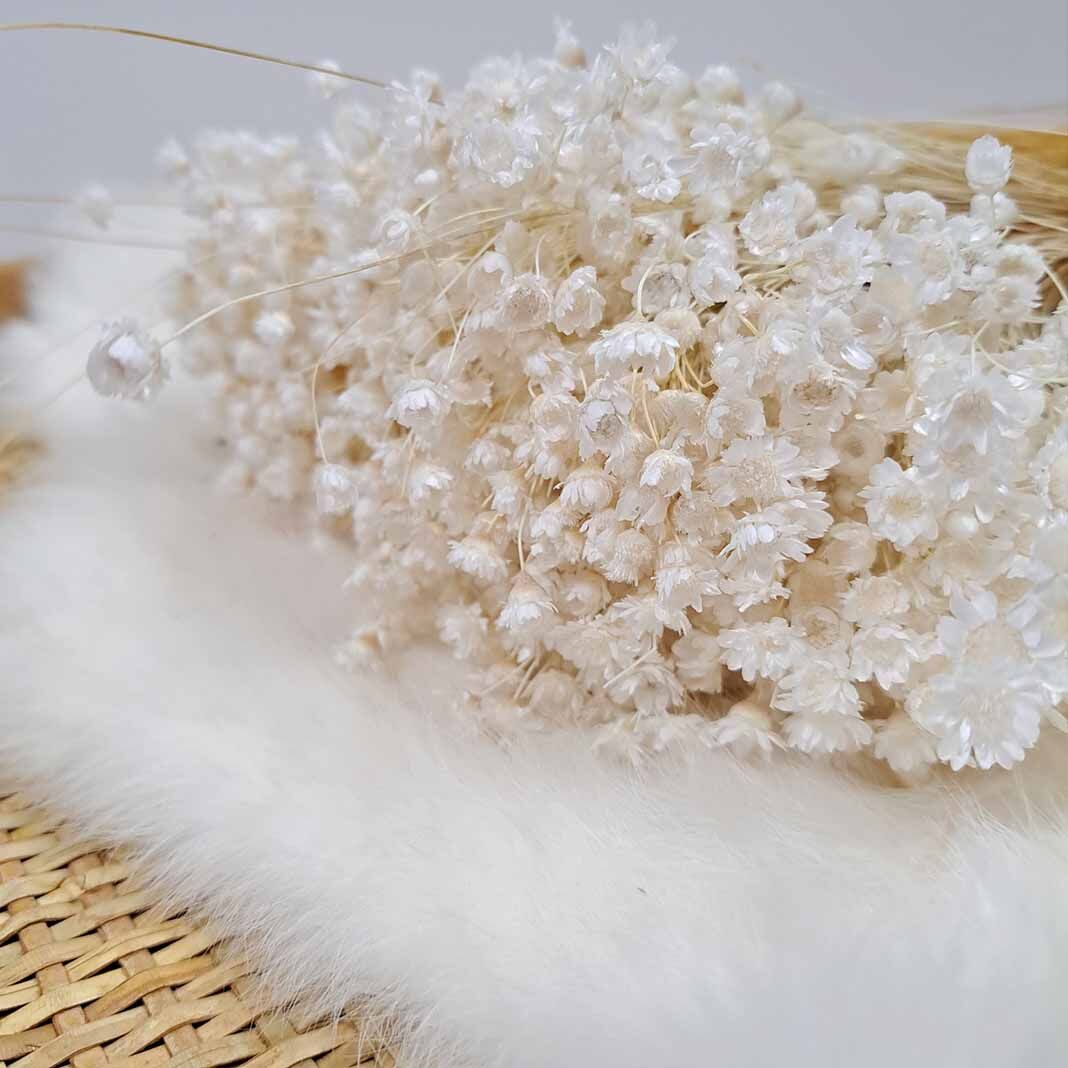 Droogbloemen | Glixia starflower - wit