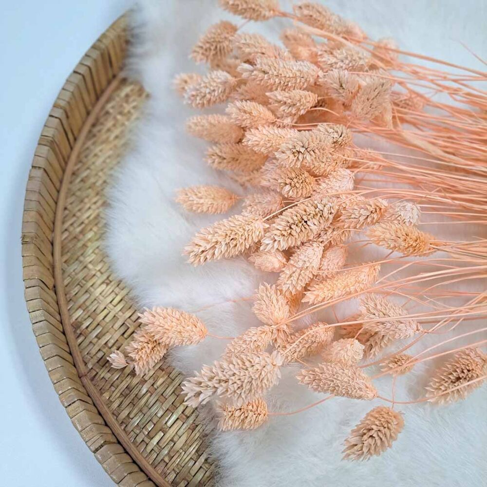 Droogbloemen | Phalaris - meloen