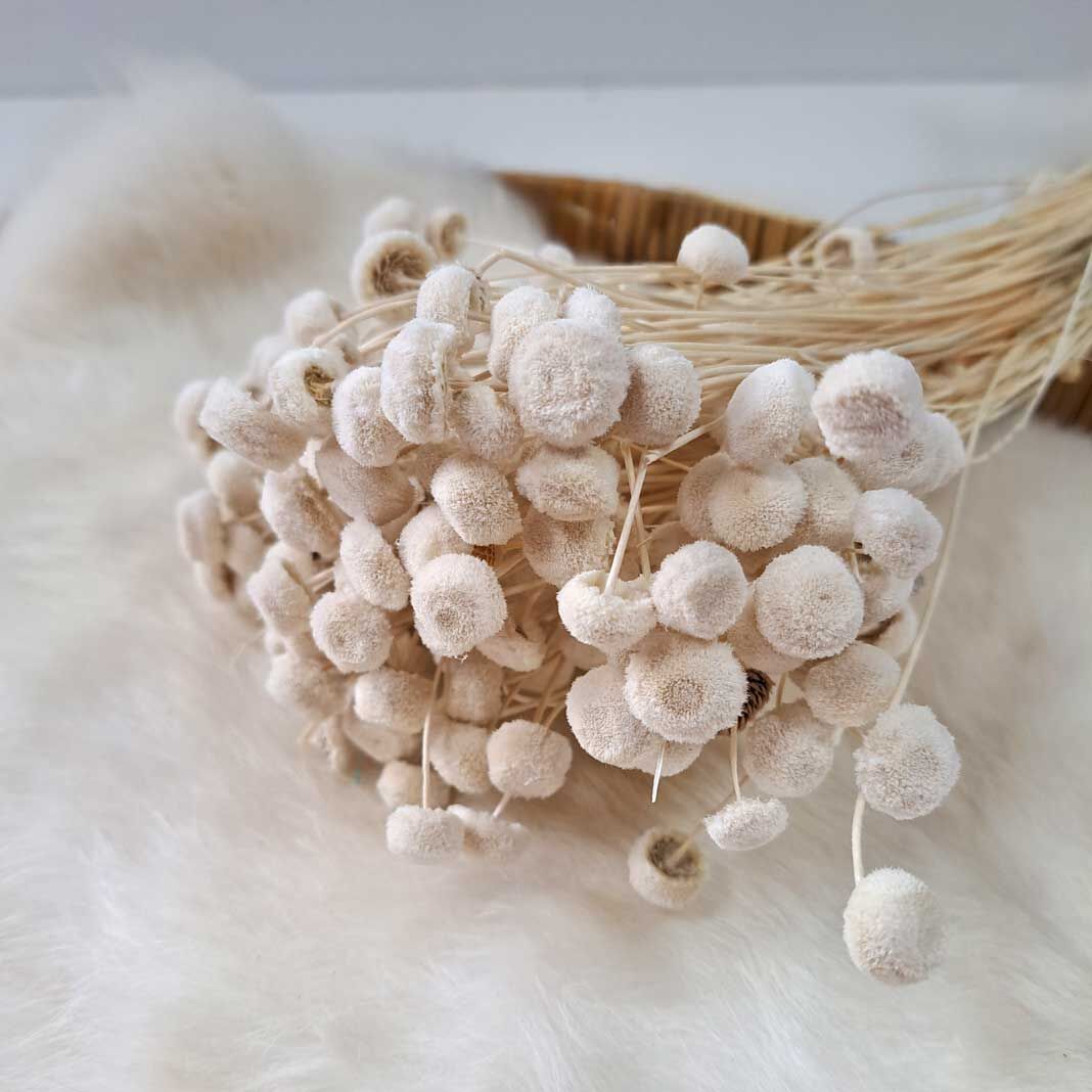 Droogbloemen | Botao Branco - gebleekt